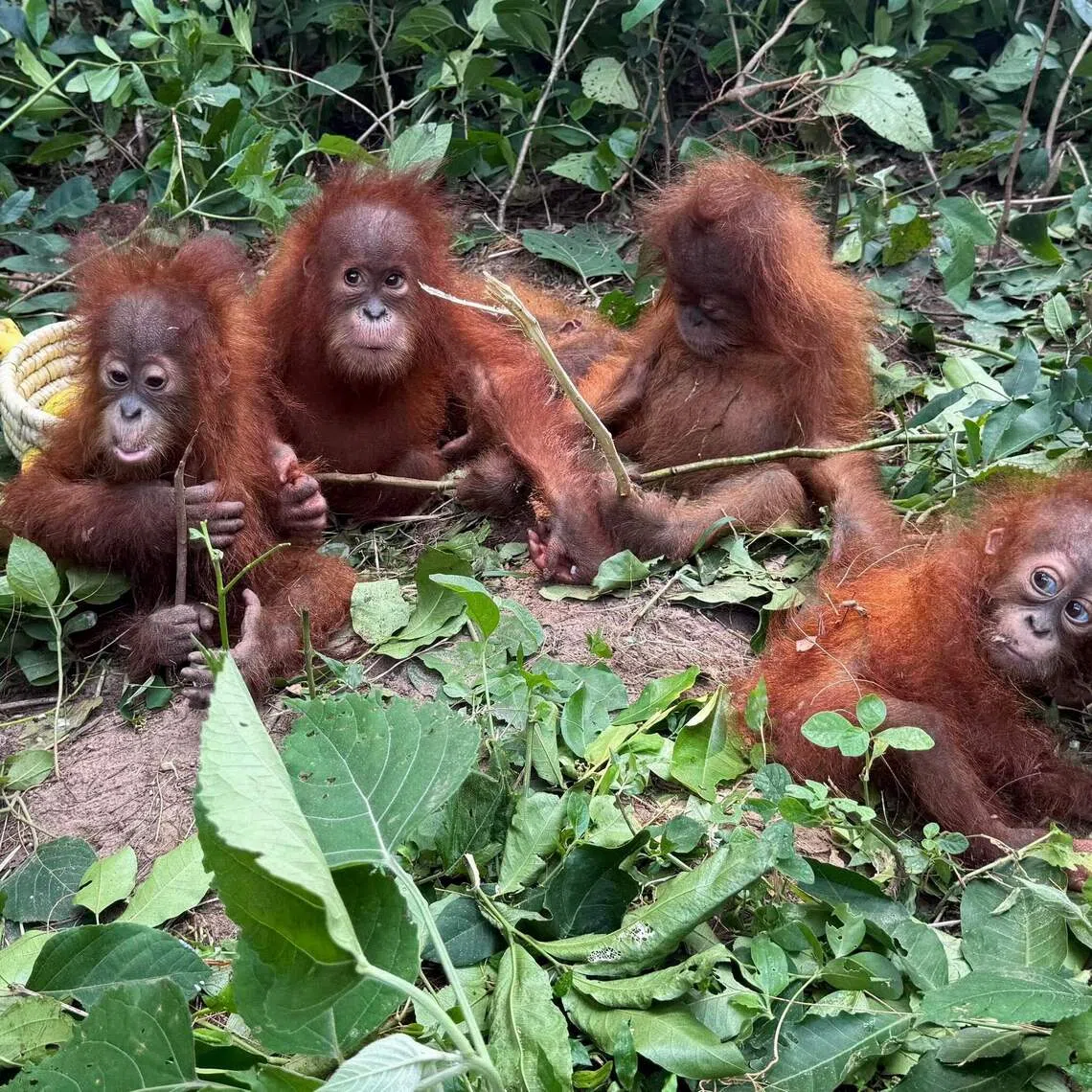 Indian officials rescued five baby orang utans on Sept 8. The authorities suspect they were trafficked into the country from South-east Asia.