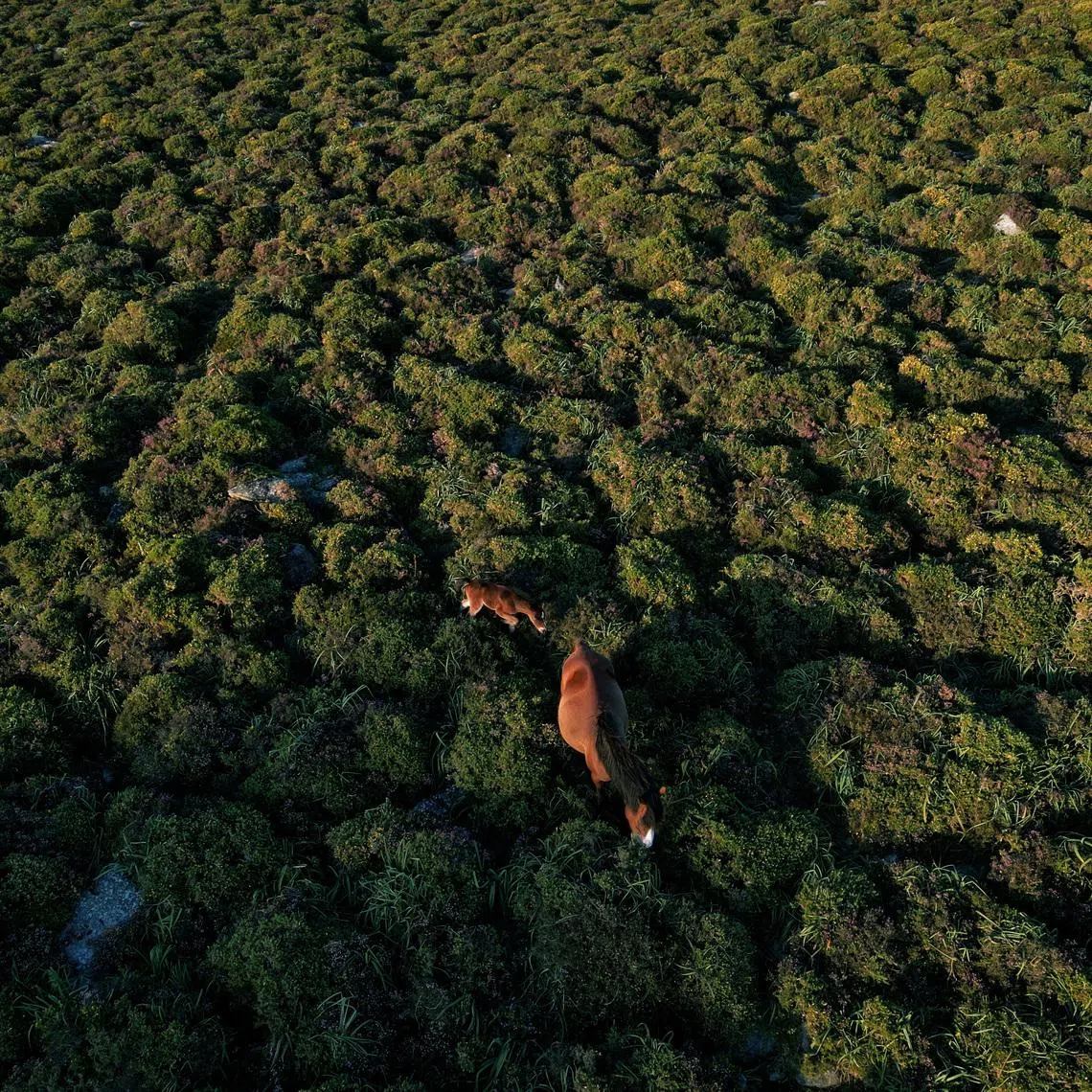 FILE PHOTO: A drone view shows a wild horse and her foal feeding on spiny gorses in the Serra da Groba, near Baiona, Galicia, Spain, May 24, 2024. REUTERS/Nacho Doce/File Photo