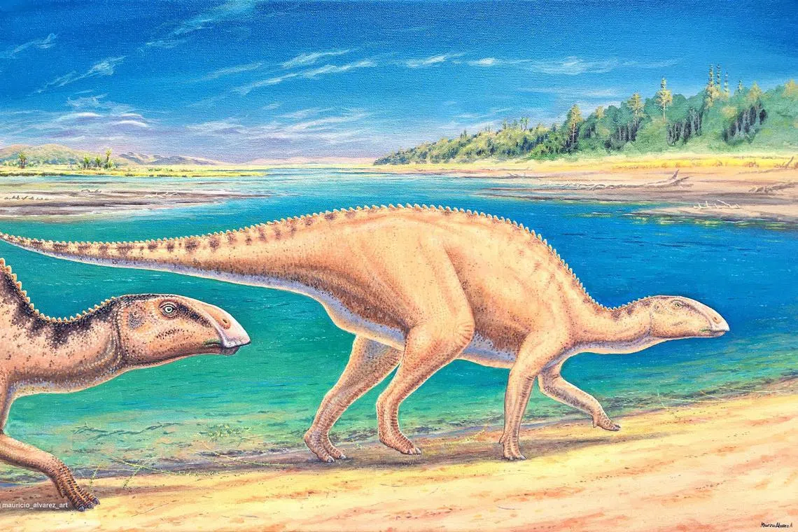 Chilean scientists have discovered a new species of duck-billed dinosaur that lived 72 million years ago.