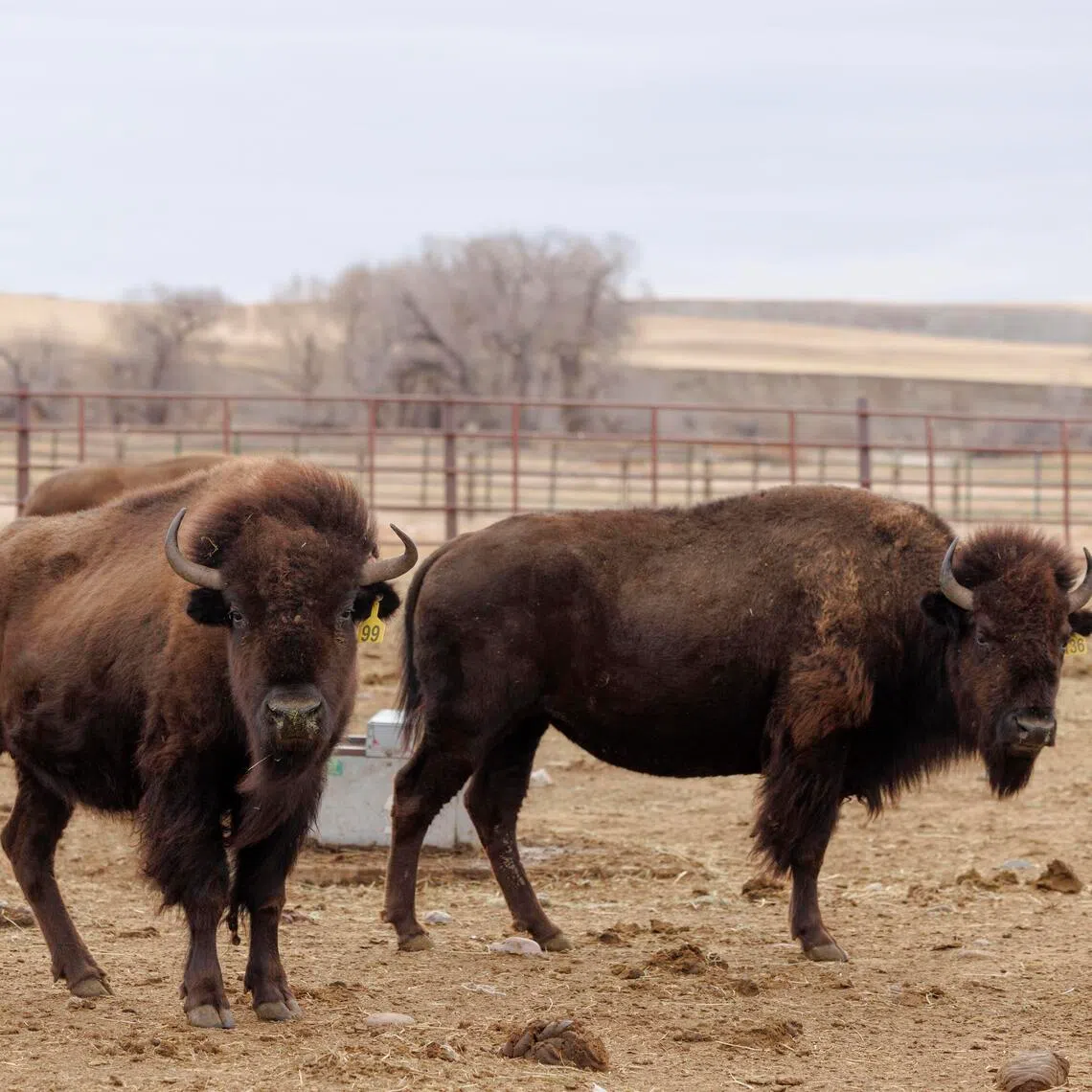 Last week, the Blackfeet Nation harvested 18 buffalo from its herd of 600.