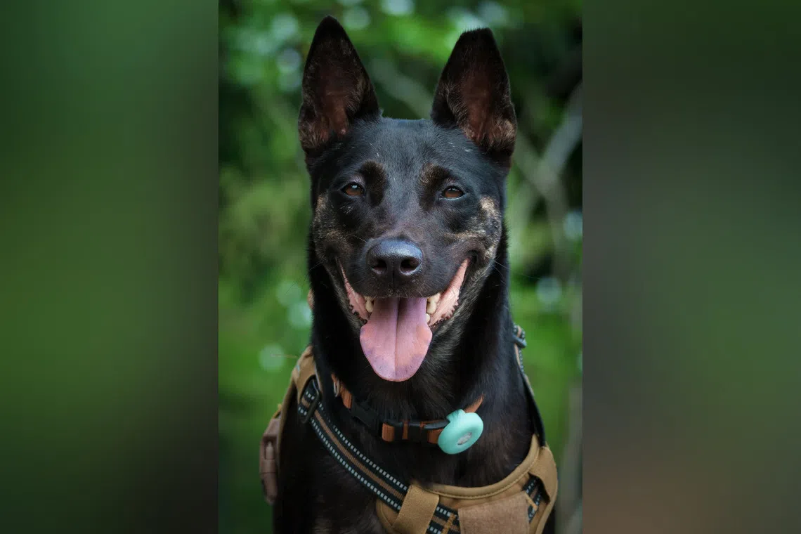 Asher, a four-year-old Singapore Special, is seeking a forever home.