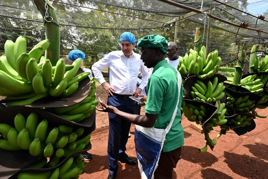 French Minister of Foreign Trade Olivier Becht (centre) visiting a banana plantation near Tiassale in the Ivory Coast, on Oct 26, 2022.