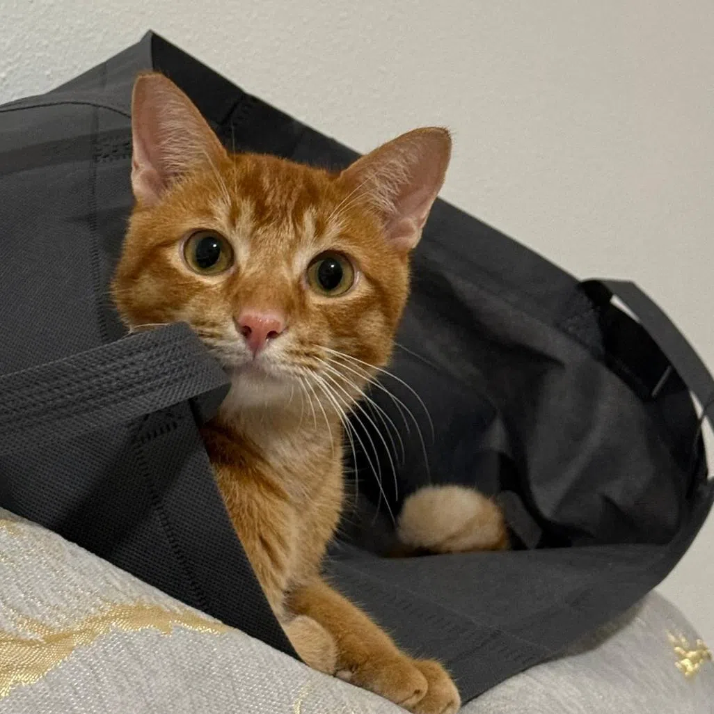 Guppy the cat was adopted from a cat welfare organisation after he was rescued from a shipyard in Tuas. 