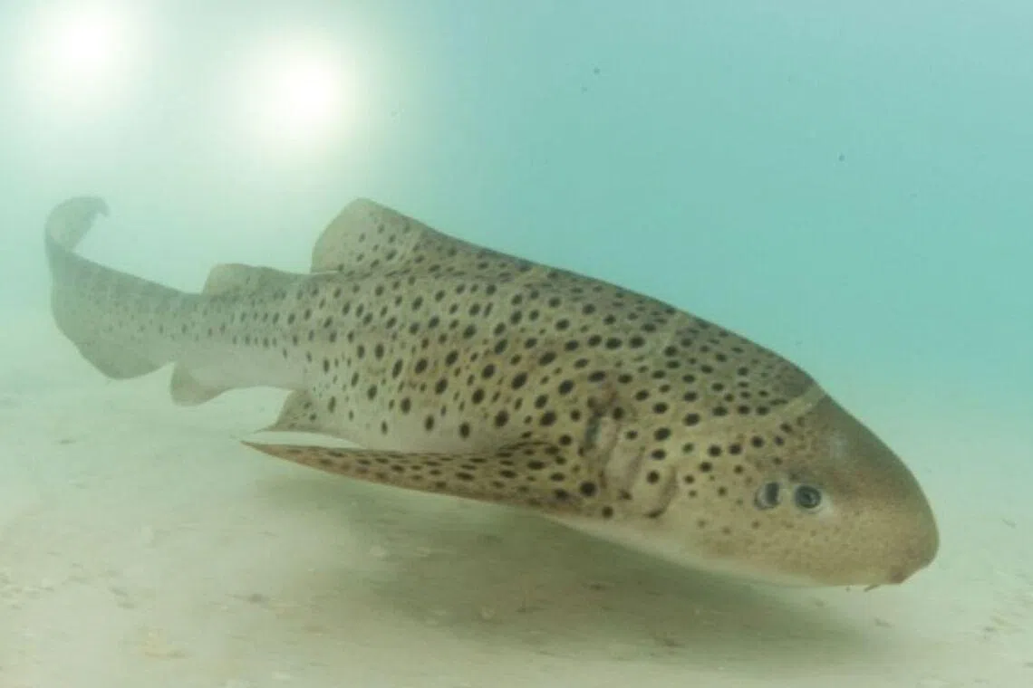 All the sharks spent months being taught behaviours they will need in the wild, including in the sea pen off the pier at Maiton Resort. 