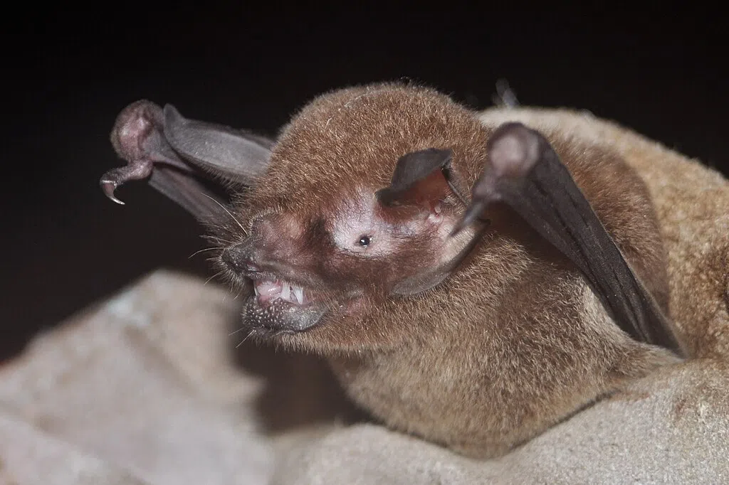 The virus, named BRZ batCoV, was detected in Pteronotus parnellii – a small insect-eating “moustached” bat common across Latin America. 
