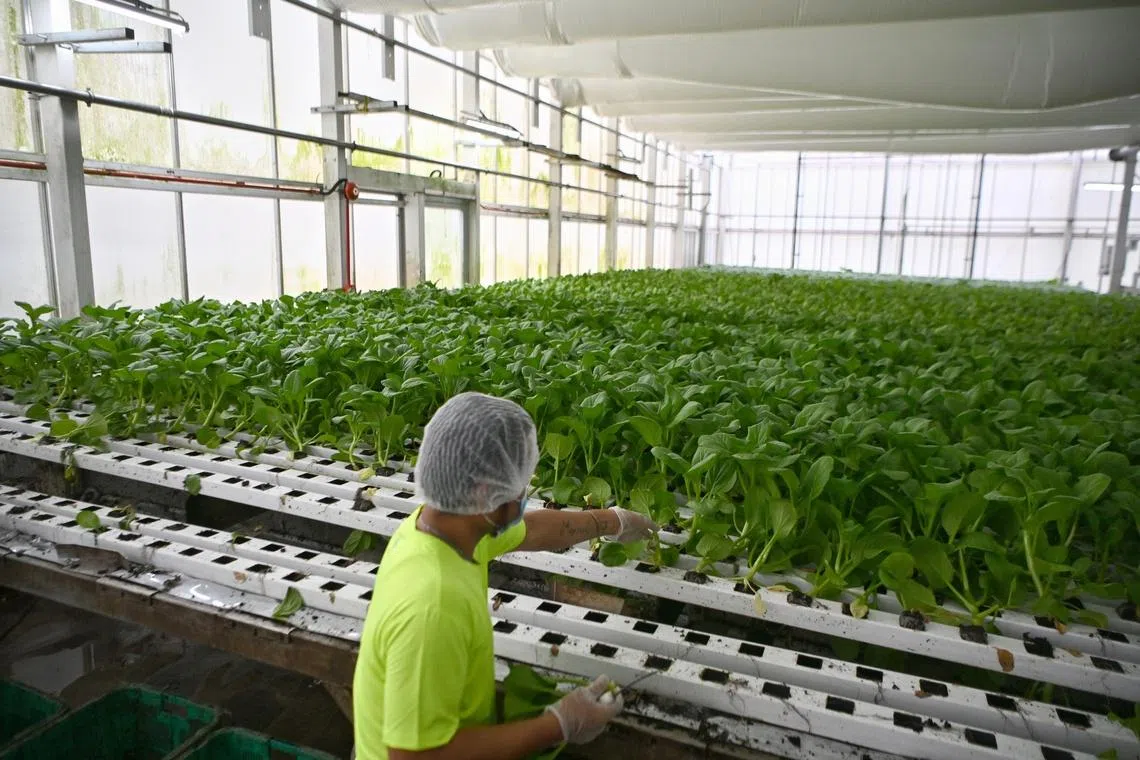Local production of veggies and seafood rose slightly in 2025, but egg yields dipped