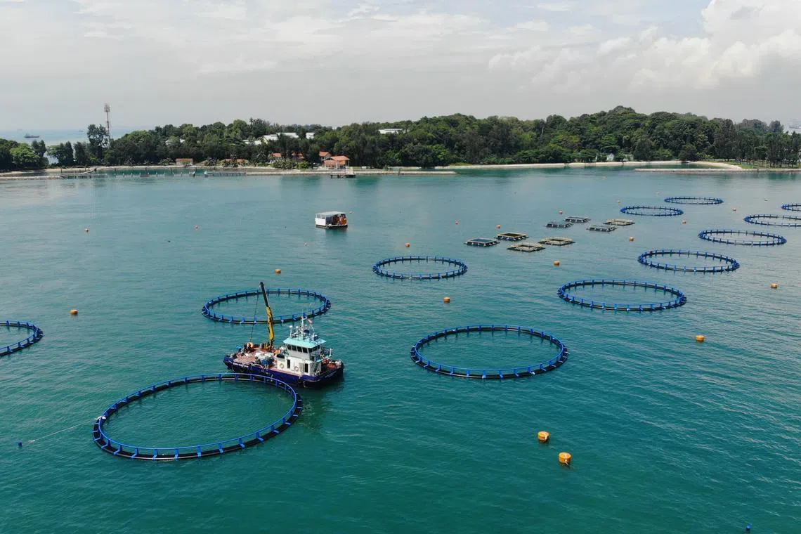 Barramundi Group's deep-sea farm site off St John's Island. 