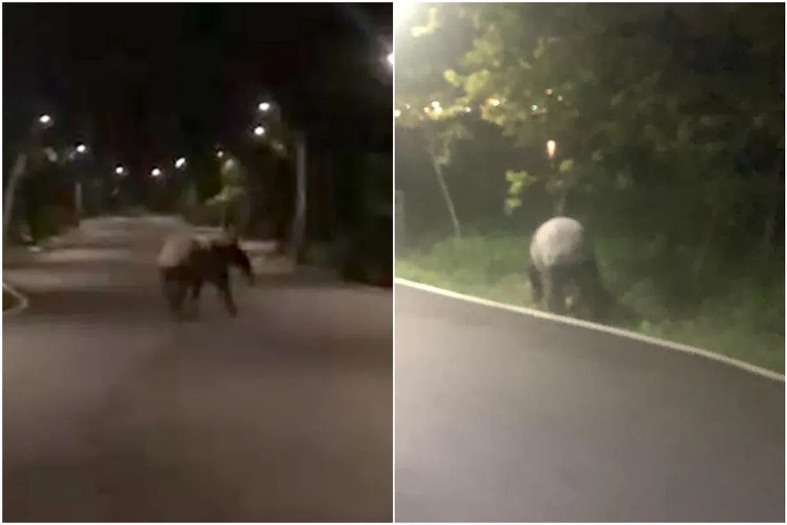 In a video posted on Facebook, the rear end of the tapir can be seen as it trots along the path, occasionally weaving towards either side.