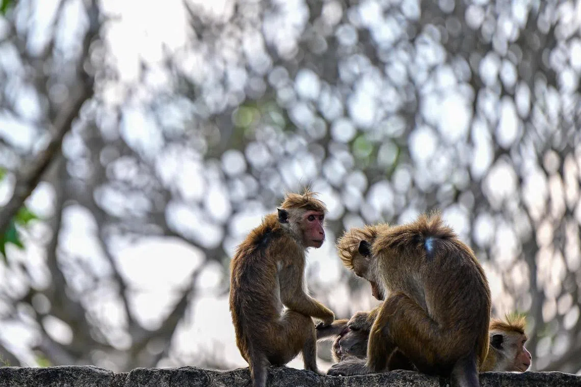 Hong Kong authorities are investigating the case and warning the public to refrain from touching or feeding wild monkeys. 