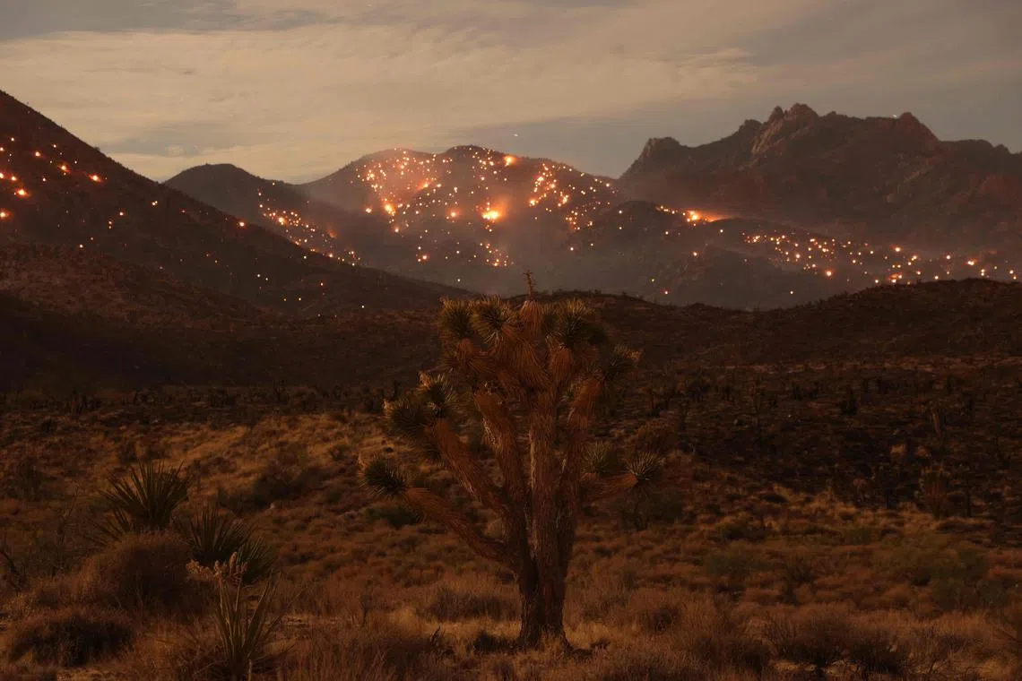 TOPSHOT - A Joshua Tree is seen as the York fire burns in the distance in the Mojave National Preserve on July 30, 2023. The York Fire has burned over 70,000 acres, including Joshua trees and yucca in the Mojave National Preserve, and has crossed the state line from California into Nevada. (Photo by DAVID SWANSON / AFP)