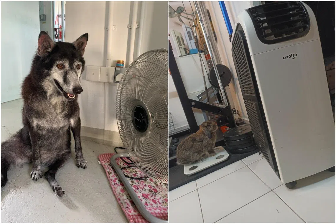 Animals have limited sweat glands to help them effectively cool down.