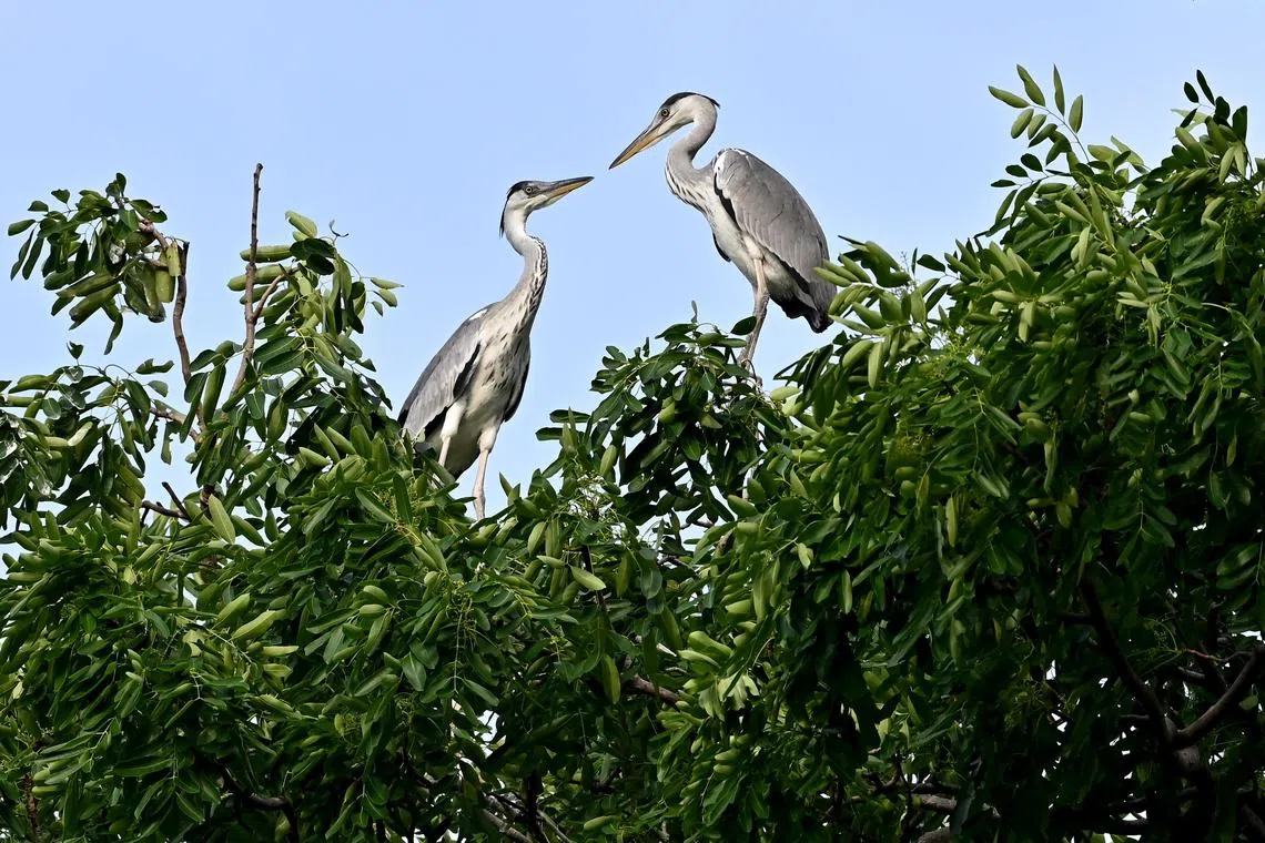 Tree-planting has become a synonym for climate action, but the reality is that trees exist within complex communities, helped along by each other as well as the animals they coexist with.