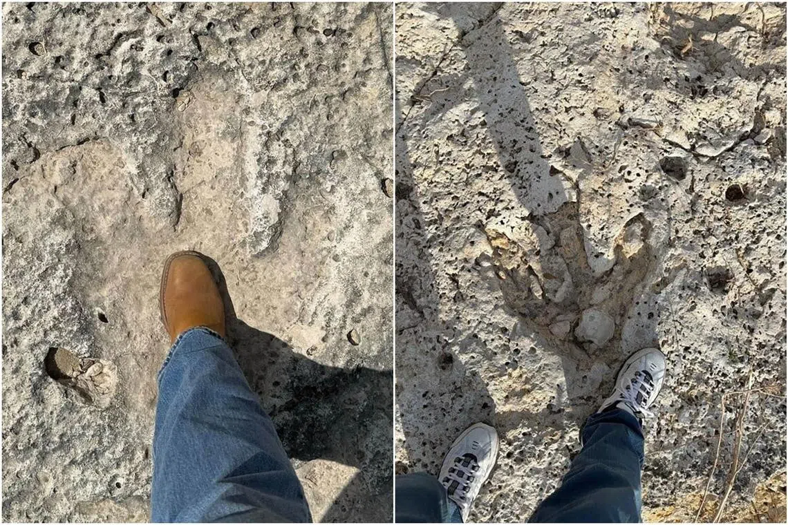 The footprints, each 45cm to 50cm long, are believed to be between 110 and 115 million years old.