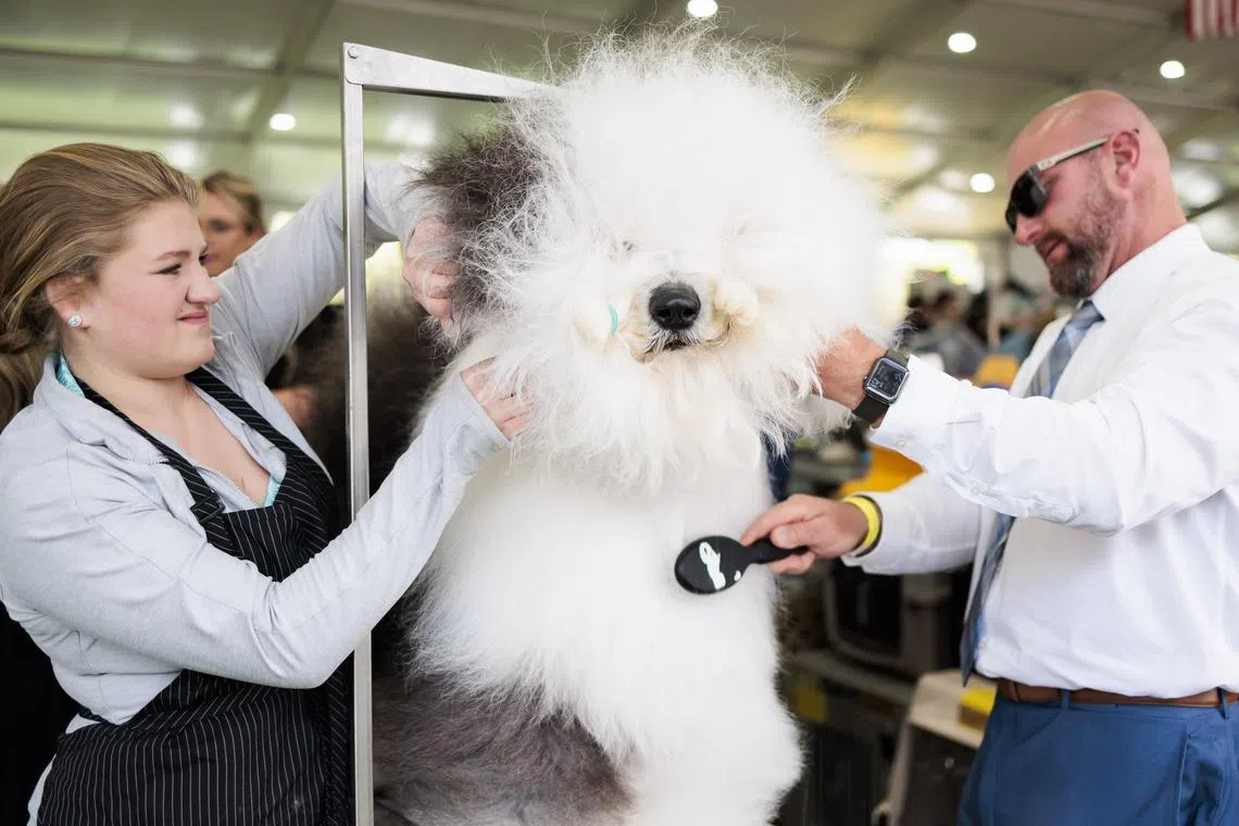 An Old English Sheepdog named Sven is groomed by Taylor Johnson (L) and her dad Colton Johnson (R) of Colorado during the 147th annual Westminster Kennel Club Dog Show being held at the USTA Billie Jean King National Tennis Center in New York, USA, May 8, 2023. 