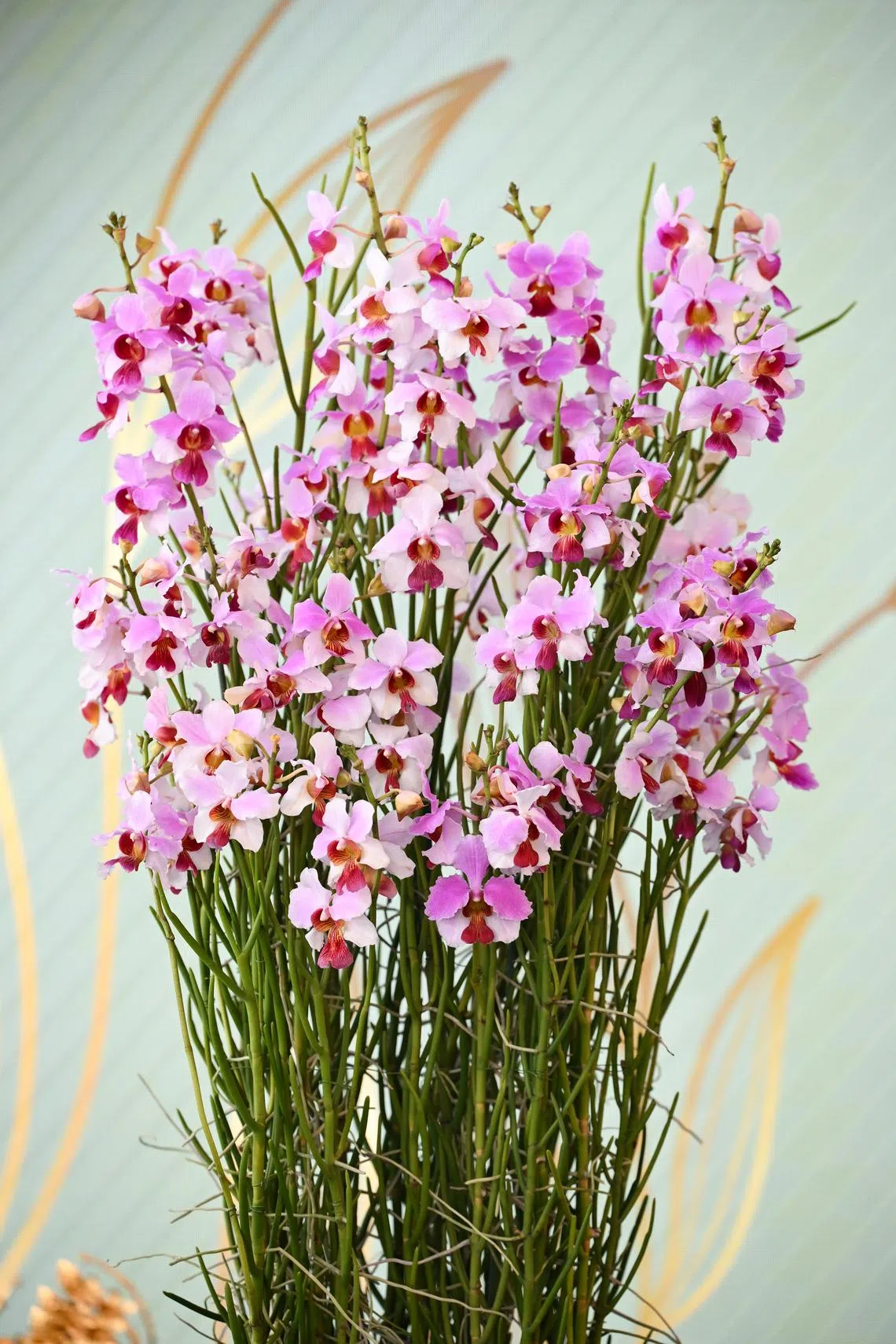 The Papilionanthe Singapore Garden Festival was unveiled on July 3.