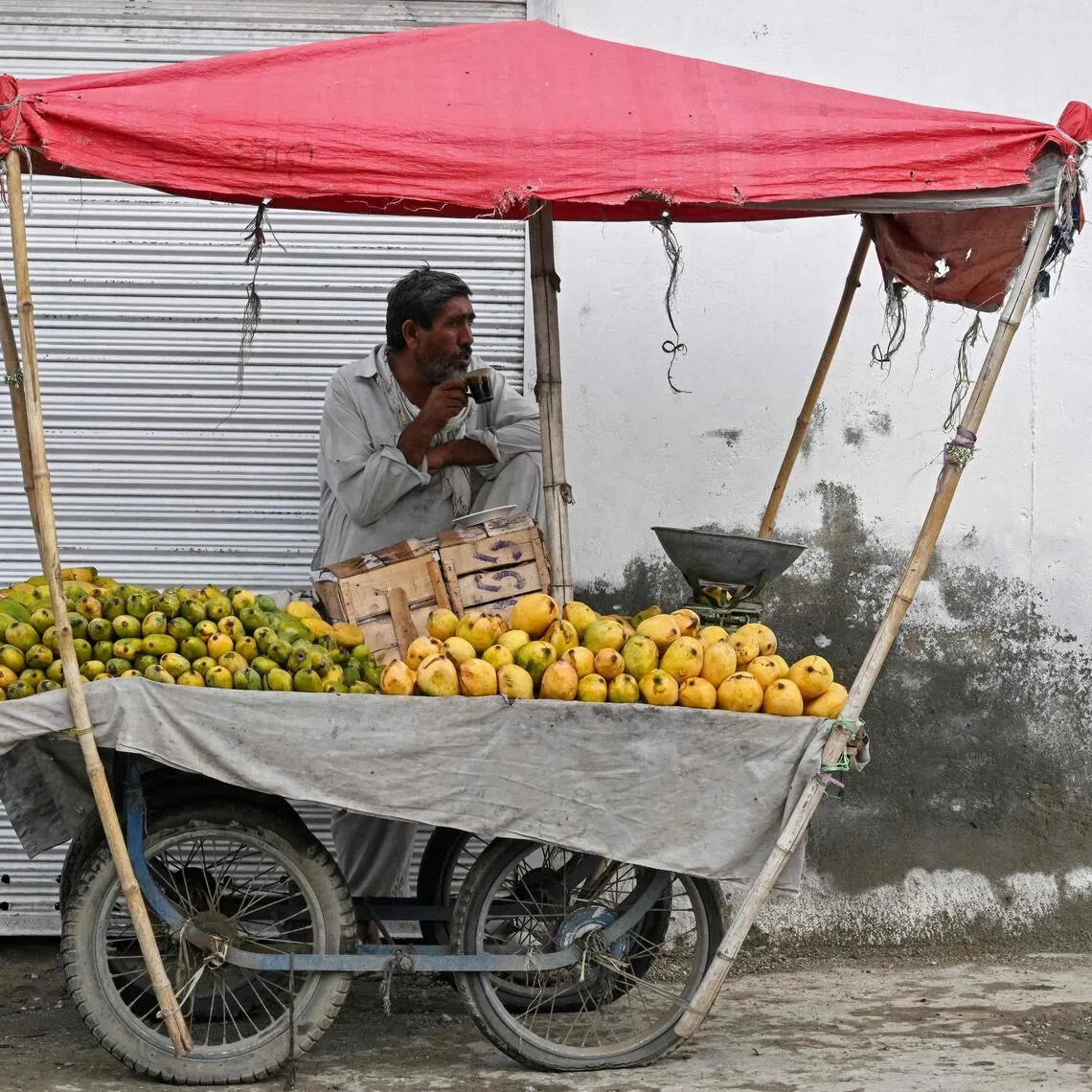Known in South Asia as the “king of fruits”, Pakistan grows over two dozen varieties of mango that normally earn around US$110 million in international sales a year.