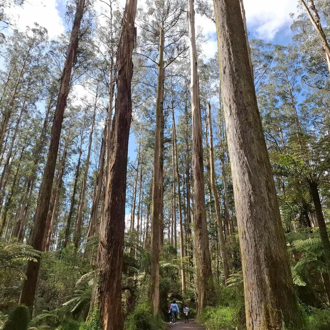 The writer took in the pleasantly woodsy scent of the forest after the rain at Melbourne’s Dandenong Ranges National Park.