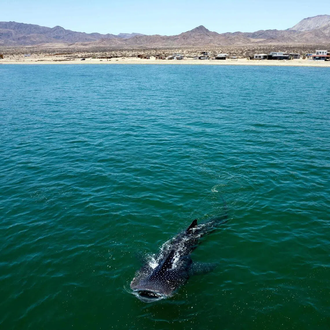 Whale sharks, manta rays and devil rays were moved onto Appendix I after countries on Nov 27 did the same for the critically endangered oceanic white tip shark.