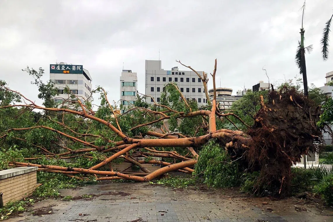 This picture taken and released by Taiwan’s Central News Agency (CNA) on July 7, 2025 shows a fallen tree lying at a park after being uprooted by Typhoon Danas in Chiayi. Typhoon Danas made landfall on the west coast of Taiwan late on July 6, the Central Weather Administration said, dumping torrential rain on the island that triggered flooding and landslides. (Photo by HUANG KUO-FANG / AFP) / Taiwan OUT - China OUT - Hong Kong Special Administrative Region OUT - Macau OUT / RESTRICTED TO EDITORIAL USE - MANDATORY CREDIT "AFP PHOTO / CNA Photo" - NO MARKETING - NO ADVERTISING CAMPAIGNS - DISTRIBUTED AS A SERVICE TO CLIENTS