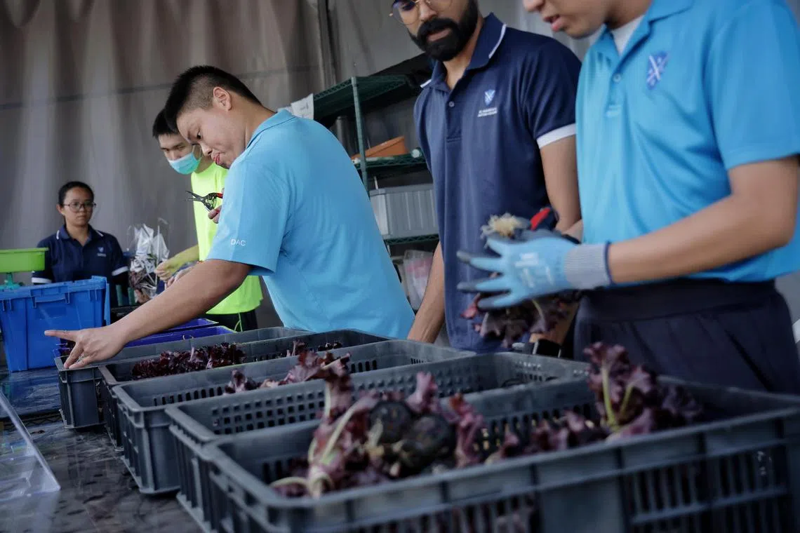 Young adults with autism removing the roots of harvested vegetables at St. Andrew’s Autism Centre’s rooftop urban farm, a community partnership with BlueAcres where clients are equipped with vocational training in sustainable farming practices, on March 27, 2024. ST PHOTO: KEVIN LIM smautism27