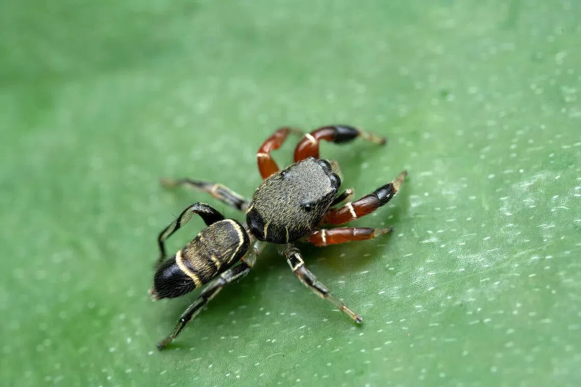 A new species of spider – the Piranthus kohi – was found in the secondary forest near Pulau Ubin’s coast.
