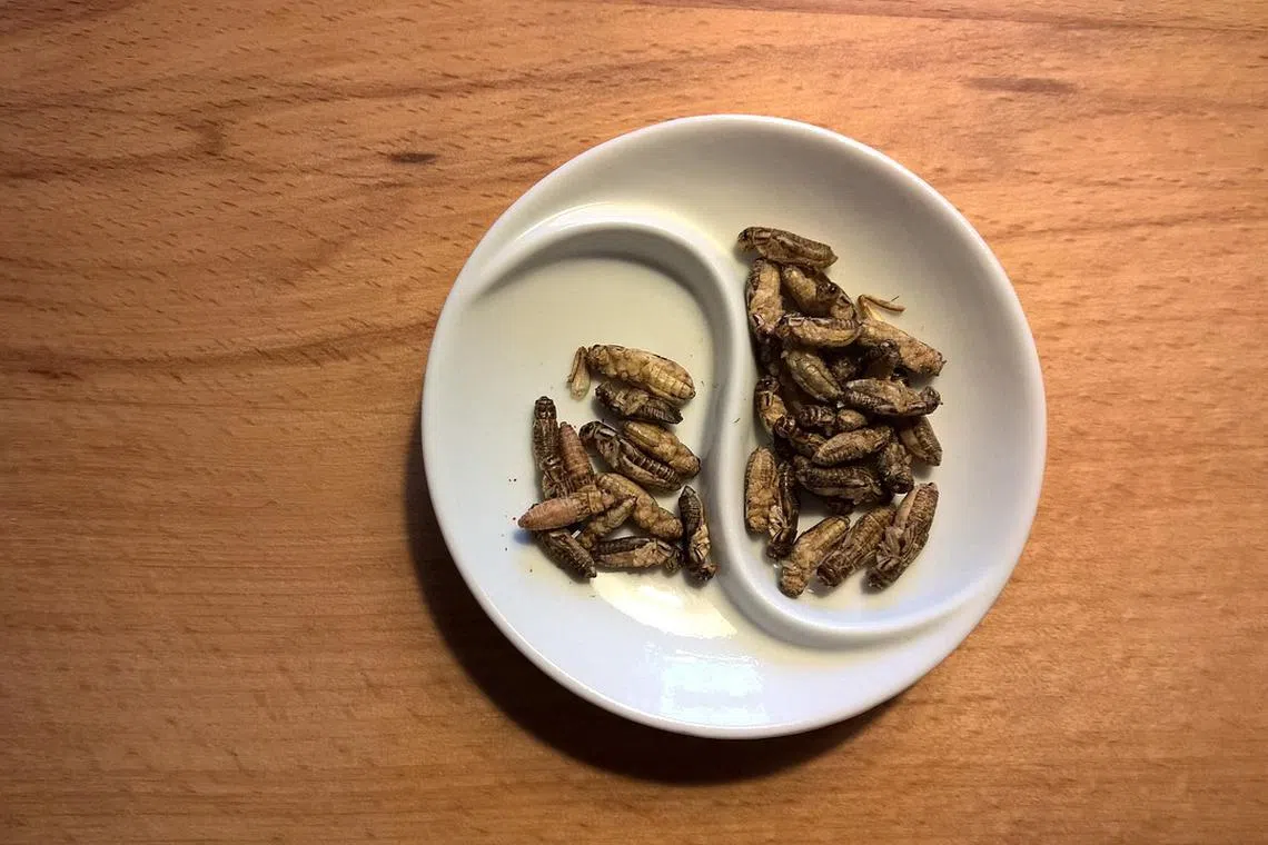 The United Nations’ Food and Agriculture Organisation has been promoting insects for human consumption as they are a rich source of protein.
