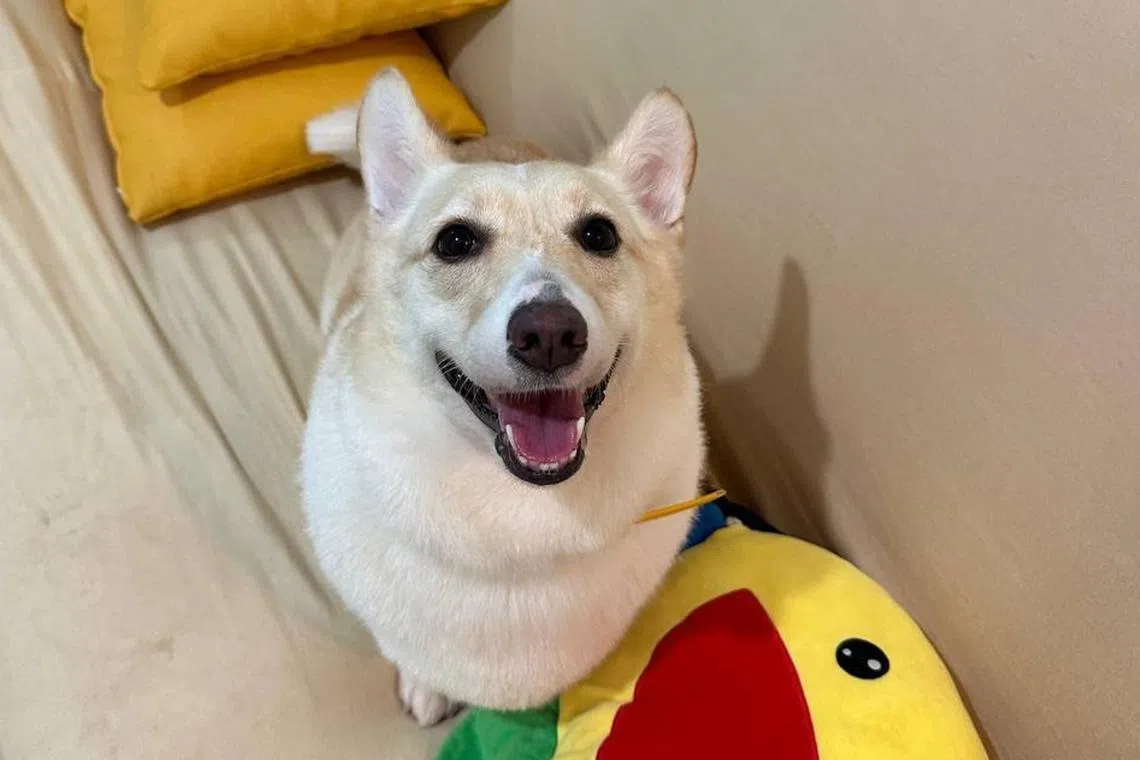 Home-based pet grooming salon Pawkins said it had cared for Fendi for about two years and loved her dearly. 