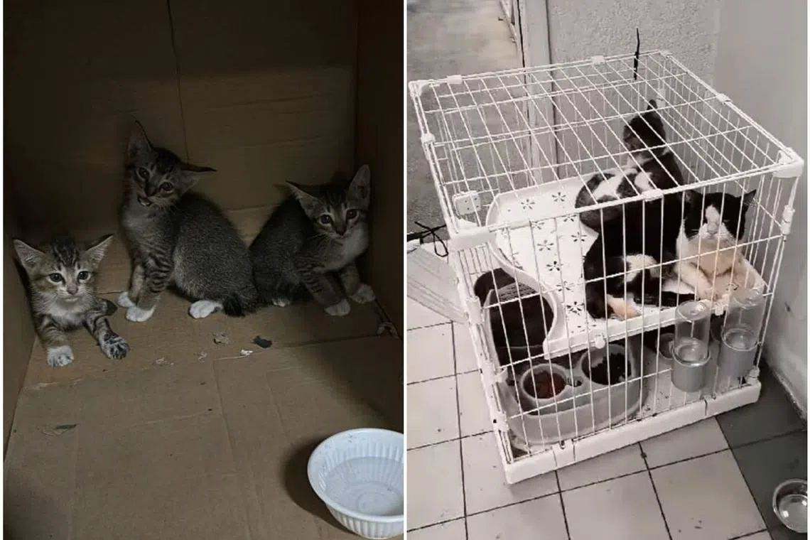 Many cases of abandonment go unreported and unresolved, say rescuers.