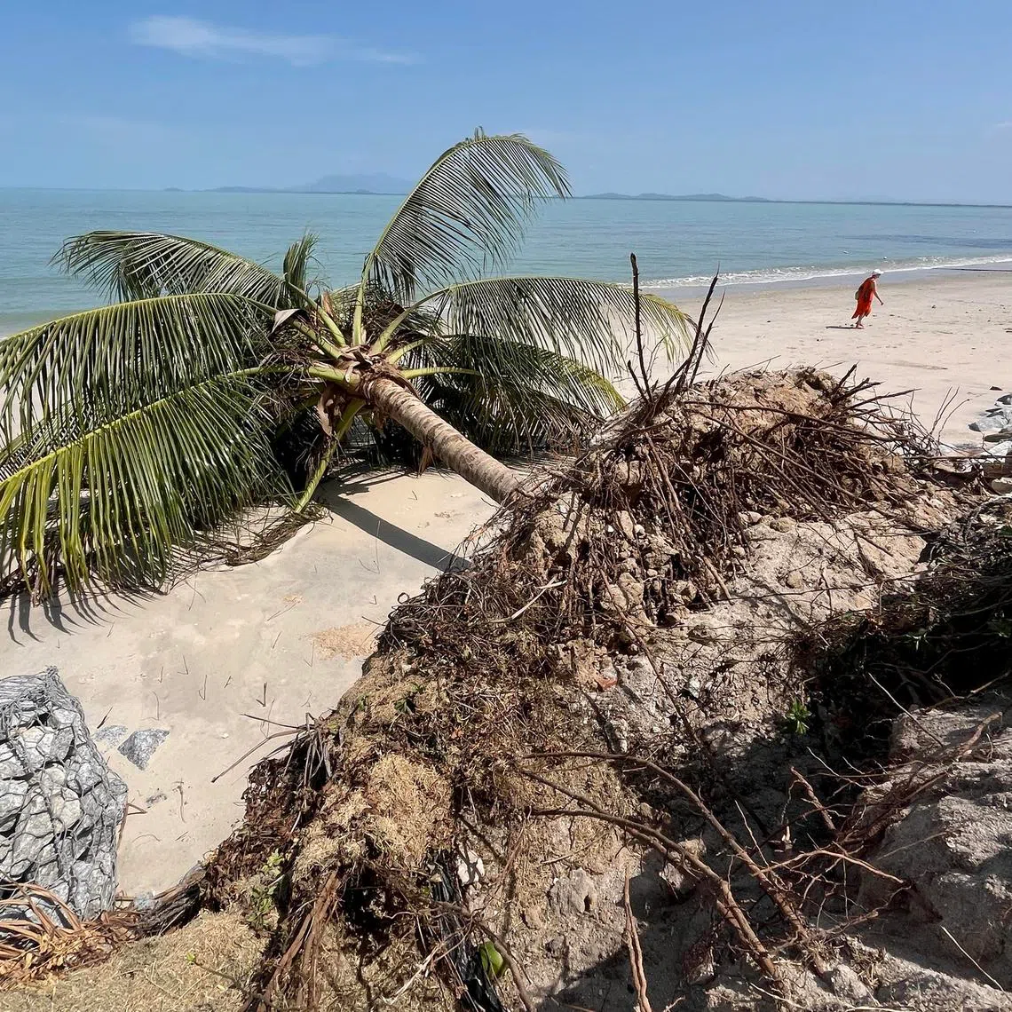 Erosion is causing many trees to fall along the shoreline of Tanjung Bungah in Penang, raising concern among local residents and businesses.