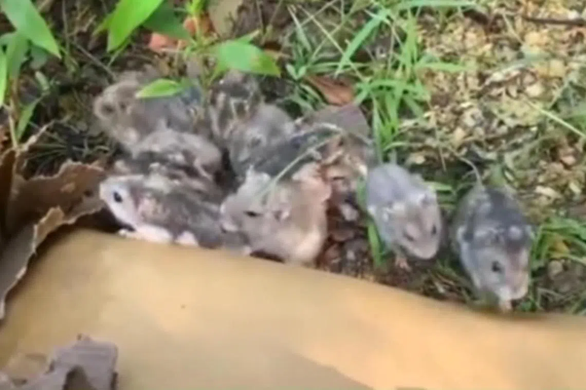 Non-profit group Hamster Society (Singapore) said it was alerted by a member of the public at around 4.30pm on Sunday.