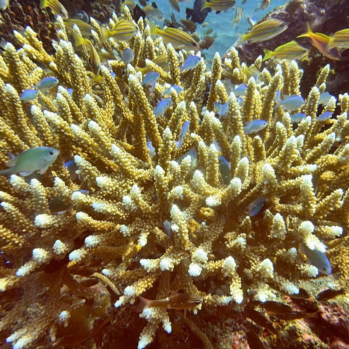 Coral reefs have been threatened by pollution and increasingly frequent mass bleaching caused by soaring ocean heat.