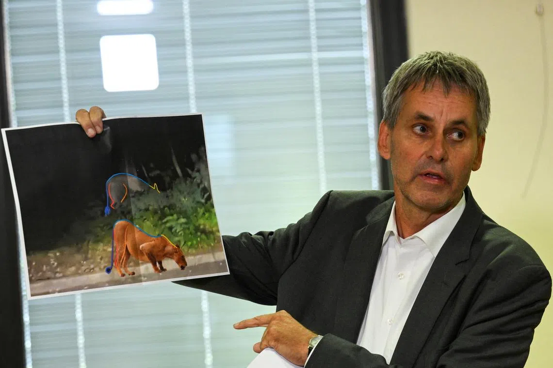 Mayor of Kleinmachnow Michael Grubert  holds a picture which shows that suspected animal on the loose may not be a lion.