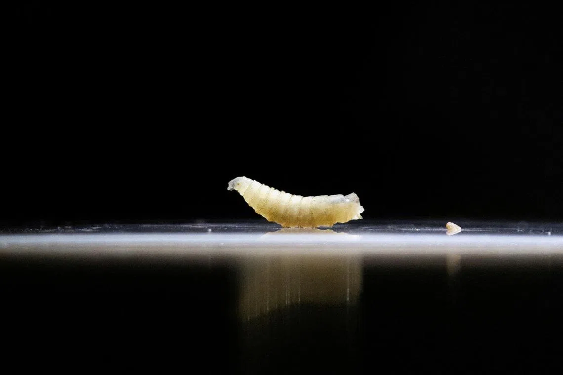 Screwworm, a flesh-eating parasite that eats its hosts alive, has moved northward through Central America and southern Mexico, putting the US cattle industry on high alert.