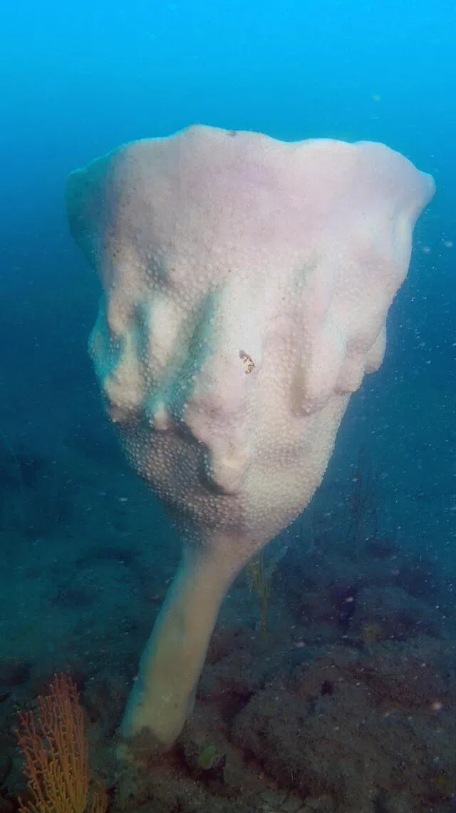 aqneptune29 - The Neptune’s Cup sponge relocated from Pulau Semakau to the Sisters’ Islands Marine Park in February 2022.



Credit: Jeffrey Low