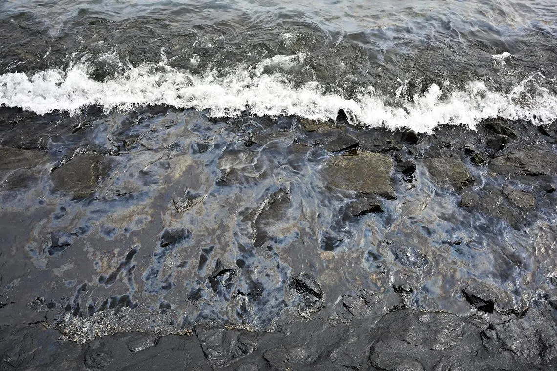 Singapore's coastal microbial community adapted in response to the 2024 marine oil spill, leading to the proliferation of species primed to break down oil.