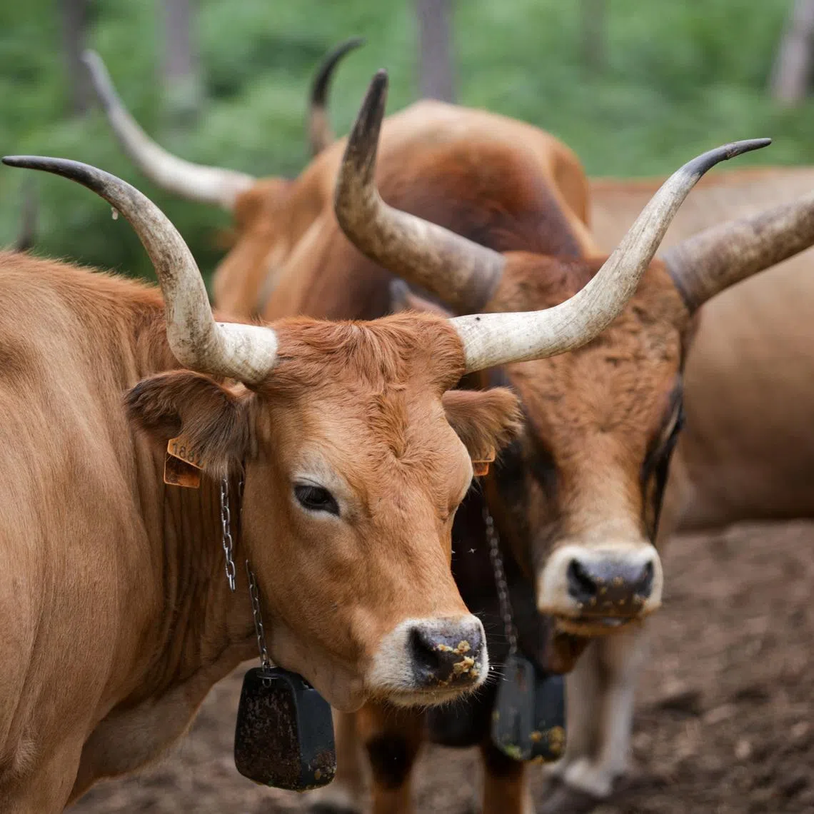 Cachena cows in the Sierra do Galineiro, as rural communities re-introduce native livestock like endemic cows and goats to rebalance ecosystems and reduce the risk of wildfires, in Gondomar, Spain, July 7, 2026. REUTERS/Miguel Vidal