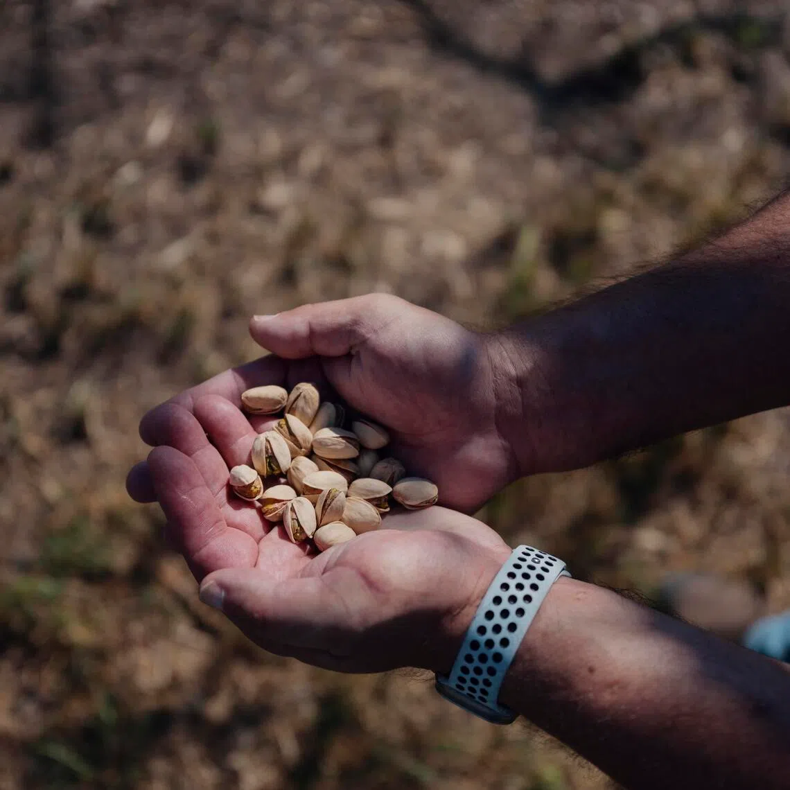 Mr Adam Orandi on the farm in Terra Bella, California, that his father started in 1971 with Iranian pistachios. The conflict in the Middle East is good news for some farmers in California, who are likely to get higher prices for their pistachios.