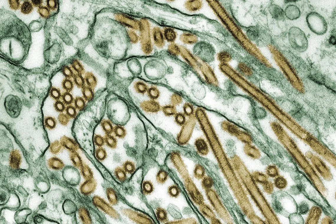 A microscopic view of the H5N1 bird flu virus.  