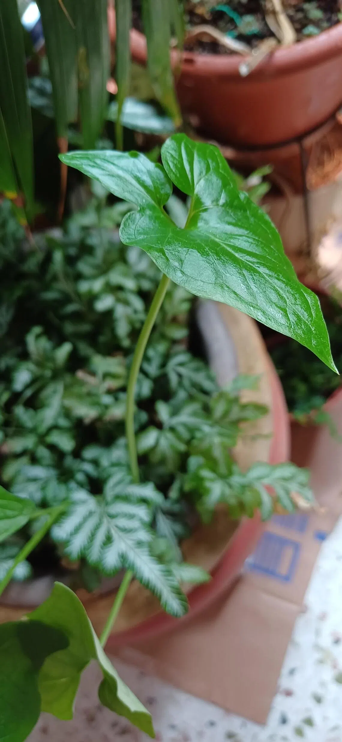 This appears to be a weed from the aroid family, commonly found in local gardens, roadsides and open fields.