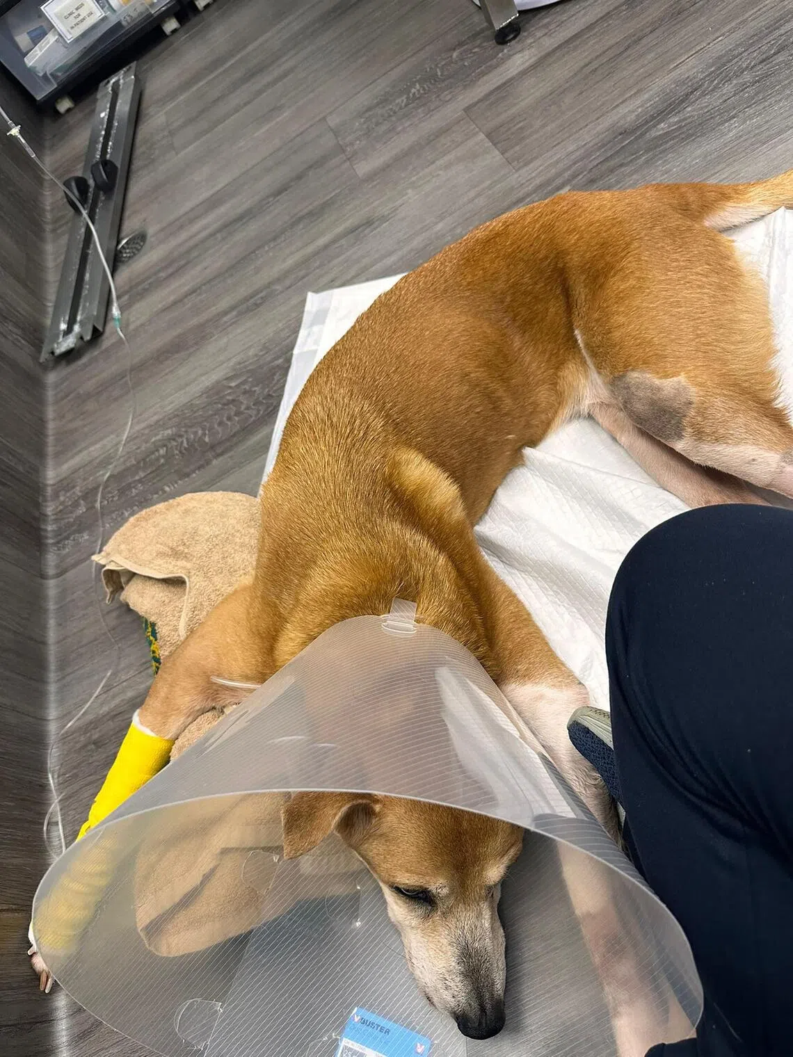 jsdonate31 - A rescued dog that is looked after by Chained Dog Awareness Singapore. One of the animal welfare group's biggest expenses is veterinary care.
PHOTO: CHAINED DOG AWARENESS SINGAPORE