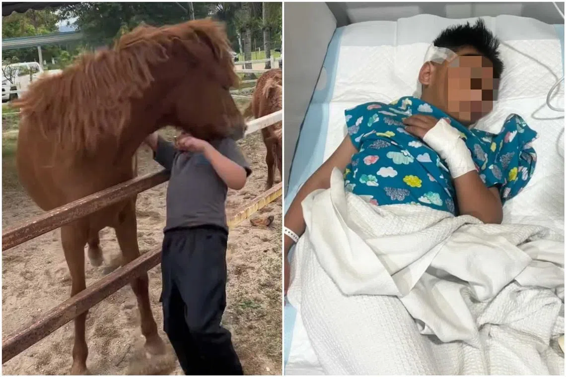 Mr Suhaimi said a nearby horse bit off part of his son’s ear.