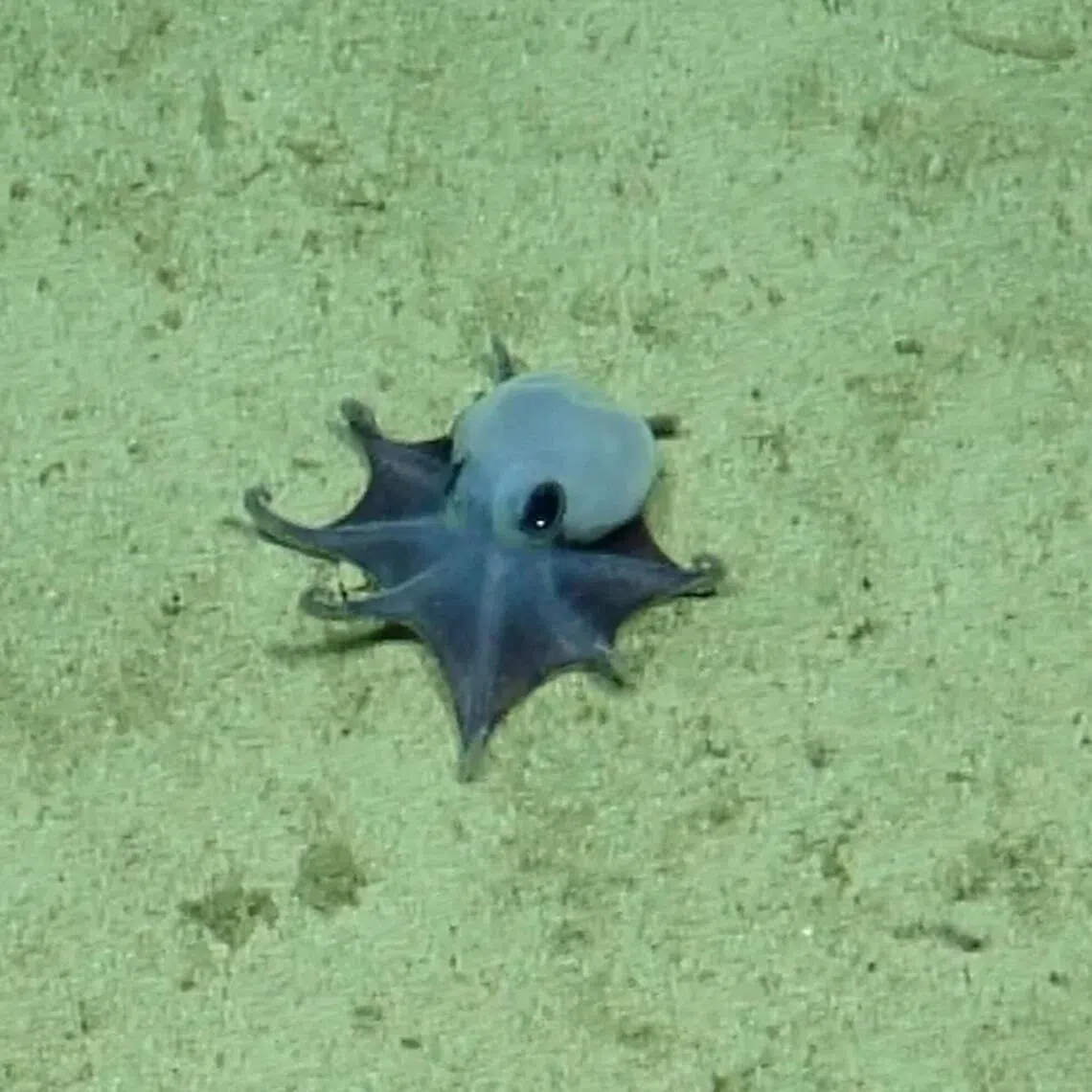 The octopus was discovered nearly 1,800m below the ocean's surface.