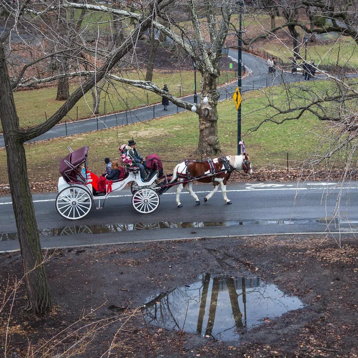 Sixty-eight horse cabs currently operate in Central Park, employing roughly 150 drivers and more than 180 horses.