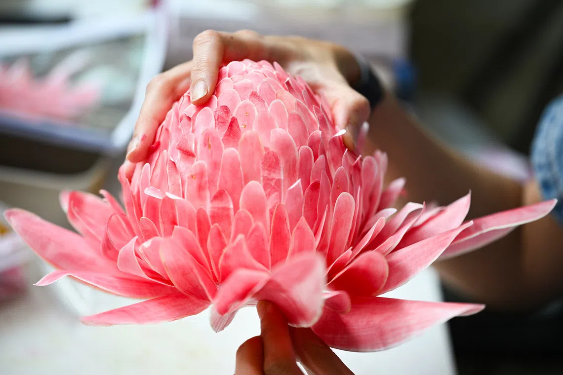 ST20260820-202602000369-Lim Yaohui-yhpeili/ Paper artist Pei Li fixing the bracts on her Torch Ginger botanical sculpture for Homo Faber 2026 in Venice, inside her studio on Aug 20, 2026. Paper artist Pei Li has been invited to participate in Homo Faber 2026 in Venice, one of the world's leading exhibitions celebrating exceptional craftsmanship. Taking place during the same period as the Venice Biennale, Homo Faber brings together master artisans from around the world. During the invitation only opening program from 28 to 31 August, Pei Li will be presenting a live demonstration of her craft and exhibiting one of her botanical sculptures, before the exhibition opens to the public on 1 September. The floral sculptures from her installation at Cavenagh Bridge for ACM are currently being repurposed and will be relocated as a permanent installation within ACM, with the installation expected in late July or early August. Around the same time, she will also be creating this year's Lilytopia floral installations for Gardens by the Bay before travelling to Venice at the end of August for Homo Faber. (ST PHOTO: LIM YAOHUI)