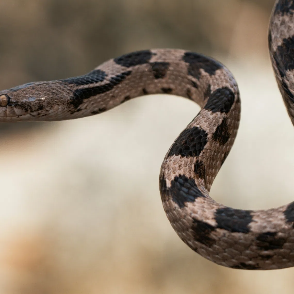 Labuan Civil Defence Department officials said they received a call at 10.32am, and reached the salon not long afterwards to get the reptile out.