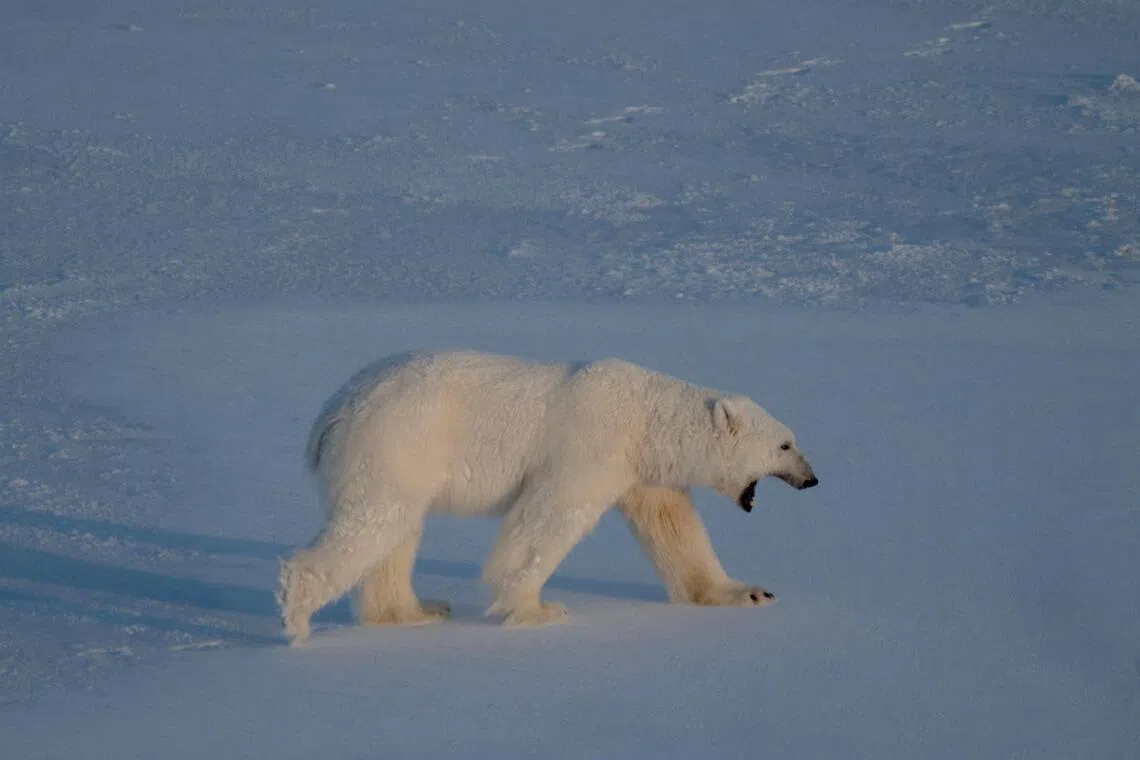 A polar bear walking across a snowy landscape with its mouth open.