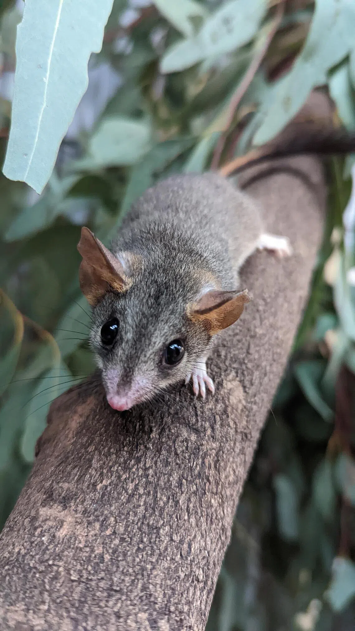 The red-tailed phascogale, an Australian marsupial, was once locally extinct but has been reintroduced into the wild through conservation programmes.