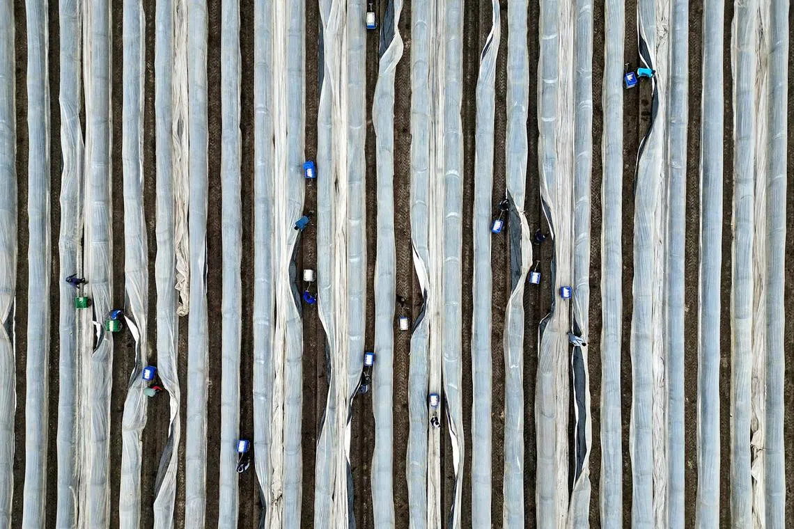 Workers harvesting white asparagus on a field in Schaepe near Beelitz, Germany, April 3, 2024. 