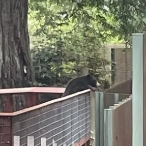 A zoo employee found a wild black bear standing with its nose pressed against the fencing of an enclosure at Sequoia Park Zoo.