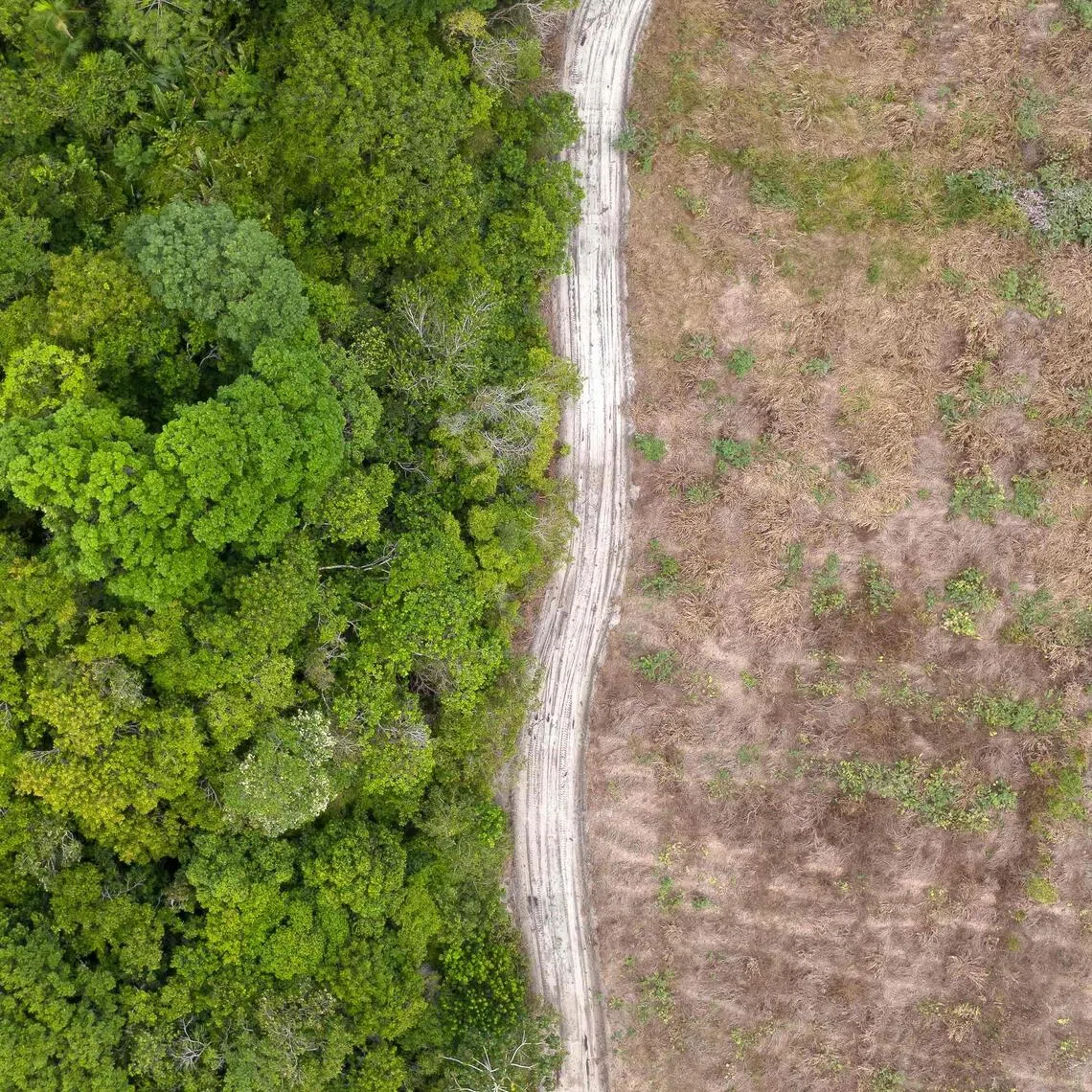 Preservation of tropical rainforests, like the Amazon, is vital to curbing the worst effects of climate change, scientists say.